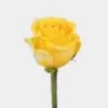 Rose Brighton Yellow 60cm -Flower Plants Sales 2024 09029D Rose Brighton Yellow 60cm