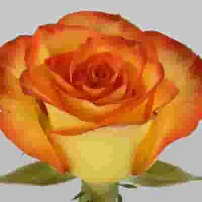 Rose High & Magic 40cm 3 Rose High & Magic 40cm