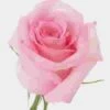 Rose Jessica Pink 50cm 1 Rose Jessica Pink 50cm -Flower Plants Sales 2024 09035D Rose Jessica Pink 50cm