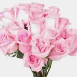 Rose Jessica Pink 50cm -Flower Plants Sales 2024 09035F Rose Jessica Pink 50cm