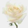 Rose Playa Blanca 50cm -Flower Plants Sales 2024 09040E Rose Playa Blanca 50cm