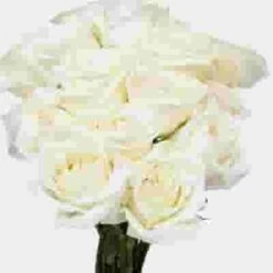 Rose Playa Blanca White 60 Cm -Flower Plants Sales 2024 09041F Rose Playa Blanca White 60 Cm