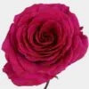 Rose Pink Floyd 50cm -Flower Plants Sales 2024 09042D Rose Pink Floyd 50cm