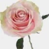 Rose Mondial Pink 50cm 1 Rose Mondial Pink 50cm -Flower Plants Sales 2024 09044D Rose Mondial Pink 50cm