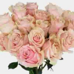 Rose Mondial Pink 60cm -Flower Plants Sales 2024 09045F Rose Mondial Pink 60cm