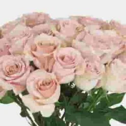 Rose Quicksand 50 Cm. -Flower Plants Sales 2024 09046F Rose Quicksand 50 Cm