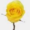 Rose Stardust Yellow 50cm -Flower Plants Sales 2024 09049D Rose Stardust Yellow 50cm