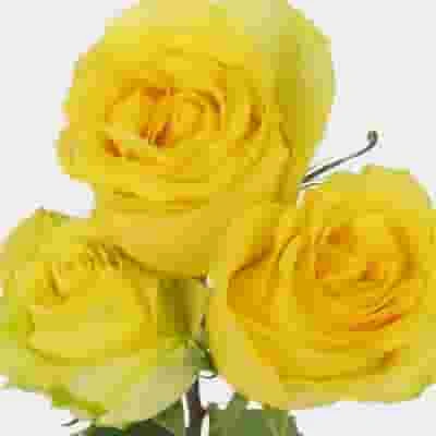 Rose Stardust Yellow 50cm 4 Rose Stardust Yellow 50cm - Image 2