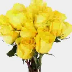 Rose Stardust Yellow 50cm 7 Rose Stardust Yellow 50cm -Flower Plants Sales 2024 09049F Rose Stardust Yellow 50cm