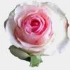 Rose Senorita Pink 60cm -Flower Plants Sales 2024 09052A Rose Senorita Pink 60cm