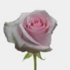 Rose Novia Pink -Flower Plants Sales 2024 09054B Rose Novia Pink 50cm