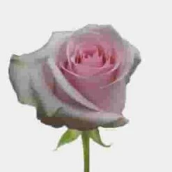 Rose Novia Pink