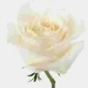 Rose Playa Blanca -Flower Plants Sales 2024 09056F Rose Playa Blanca 60 Cm