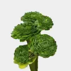 Green Ranunculus Flower - By The Bunch