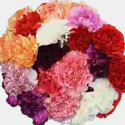 Carnations Assorted Colors Fancy Bulk 3 Carnations Assorted Colors Fancy Bulk