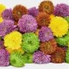 Mum Ball Assorted Flowers Bulk -Flower Plants Sales 2024 09157D Mum Balls Assorted Colors Bulk