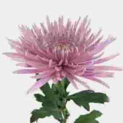 Spider Anastasia Flowers Assorted Bulk 11 Spider Anastasia Flowers Assorted Bulk -Flower Plants Sales 2024 09158A Spider Anastasia Assorted