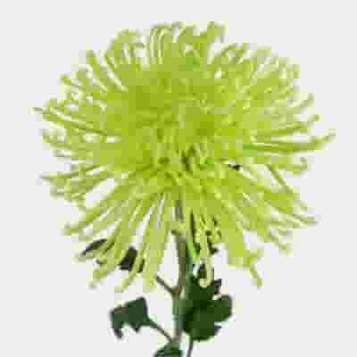 Spider Anastasia Flowers Assorted Bulk 4 Spider Anastasia Flowers Assorted Bulk - Image 2