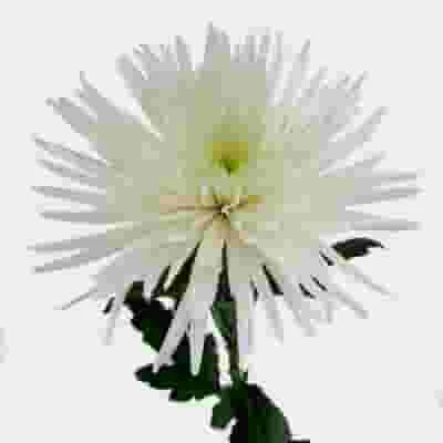 Spider Anastasia Flowers Assorted Bulk 5 Spider Anastasia Flowers Assorted Bulk - Image 3