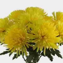 Spider Anastasia Flowers Assorted Bulk 10 Spider Anastasia Flowers Assorted Bulk -Flower Plants Sales 2024 09158D Spider Anastasia Assorted