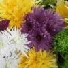 Spider Anastasia Flowers Assorted Bulk -Flower Plants Sales 2024 09158E Spider Anastasia Assorted