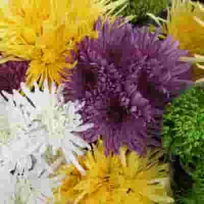 Spider Anastasia Flowers Assorted Bulk 3 Spider Anastasia Flowers Assorted Bulk