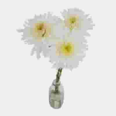 White Maisy Flower Bulk Pack 4 White Maisy Flower Bulk Pack - Image 2