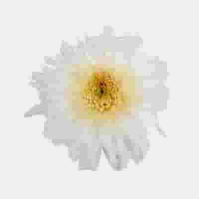 White Maisy Flower Bulk Pack 5 White Maisy Flower Bulk Pack - Image 3