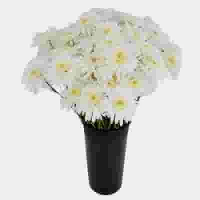 White Maisy Flower Bulk Pack 6 White Maisy Flower Bulk Pack - Image 4