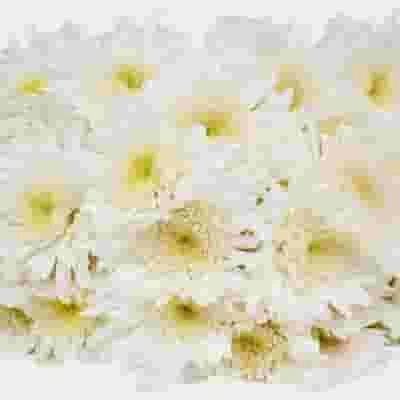 White Maisy Flower Bulk Pack 3 White Maisy Flower Bulk Pack