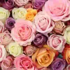 Rose Assorted Colors 40cm Bulk -Flower Plants Sales 2024 09162B Rose Assorted Colors 40cm Bulk