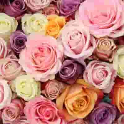 Rose Assorted Colors 40cm Bulk - Image 2