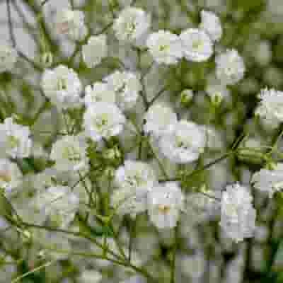Gypsophila Beauty Bride Flowers Bulk Pack 4 Gypsophila Beauty Bride Flowers Bulk Pack - Image 2