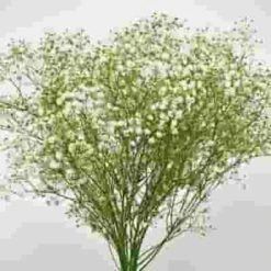Gypsophila Beauty Bride Flowers Bulk Pack 8 Gypsophila Beauty Bride Flowers Bulk Pack -Flower Plants Sales 2024 09167D Gypsophila Beauty Bride Bulk Pack