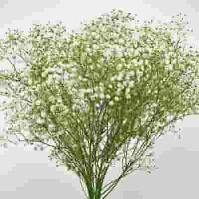 Gypsophila Beauty Bride Flowers Bulk Pack 5 Gypsophila Beauty Bride Flowers Bulk Pack - Image 3