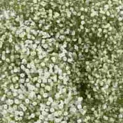 Gypsophila Beauty Bride Flowers Bulk Pack 9 Gypsophila Beauty Bride Flowers Bulk Pack -Flower Plants Sales 2024 09167E Gypsophila Beauty Bride Bulk Pack