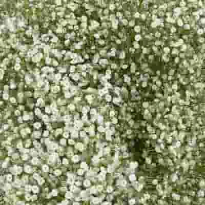 Gypsophila Beauty Bride Flowers Bulk Pack 6 Gypsophila Beauty Bride Flowers Bulk Pack - Image 4