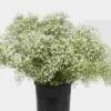 Gypsophila Beauty Bride Flowers Bulk Pack -Flower Plants Sales 2024 09167G Gypsophila Beauty Bride Bulk Pack