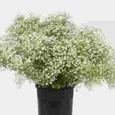 Gypsophila Beauty Bride Flowers Bulk Pack 3 Gypsophila Beauty Bride Flowers Bulk Pack