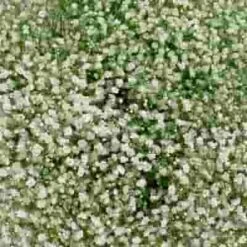 Gypsophila Cosmic Flowers Bulk Pack -Flower Plants Sales 2024 09168E Gypsophila Cosmic Bulk Pack