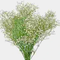 Gypsophila Cosmic Flowers Bulk Pack -Flower Plants Sales 2024 09168H Gypsophila Cosmic Bulk Pack