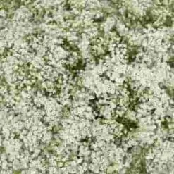Gypsophila Wild Pearl Flowers Bulk Pack -Flower Plants Sales 2024 09169E Gypsophila Wild Pearl Bulk Pack