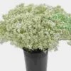 Gypsophila Wild Pearl Flowers Bulk Pack -Flower Plants Sales 2024 09169F Gypsophila Wild Pearl Bulk Pack