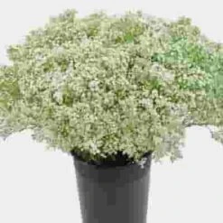 Gypsophila Wild Pearl Flowers Bulk Pack