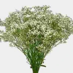 Gypsophila Wild Pearl Flowers Bulk Pack -Flower Plants Sales 2024 09169G Gypsophila Wild Pearl Bulk Pack