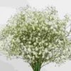 Gypsophila Excellence Bulk Pack -Flower Plants Sales 2024 09171B Gypsophila Excellence Bulk Pack