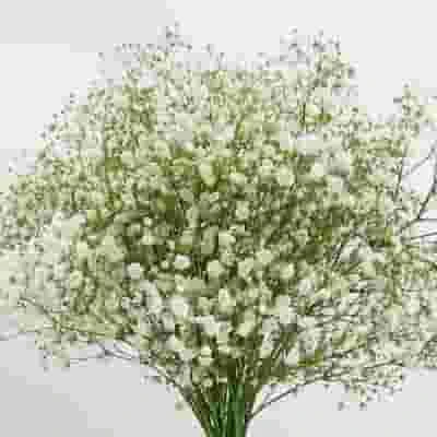 Gypsophila Excellence Bulk Pack 3 Gypsophila Excellence Bulk Pack