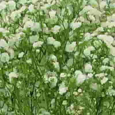 Gypsophila Excellence Bulk Pack 4 Gypsophila Excellence Bulk Pack - Image 2
