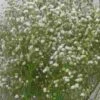 Gypsophila Bouquet Grade Bulk Pack