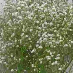 Gypsophila Bouquet Grade Bulk Pack